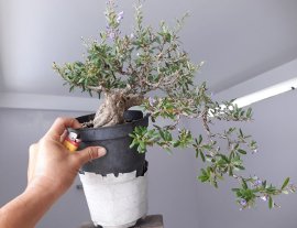 Em Linh Sam dáng đổ bay đang hoa mà lại thiếu chậu đẹp...