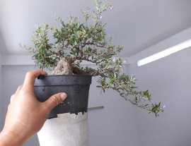 Em Linh Sam dáng đổ bay đang hoa mà lại thiếu chậu đẹp...