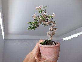 Hồng Ngọc Mai đang hoa...