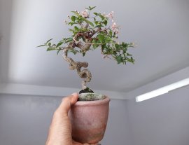 Hồng Ngọc Mai đang hoa...