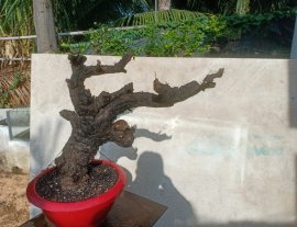 Cẩm thị 1500k..bao ship quí dị ạ