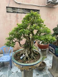 Cặp nguyệt quế