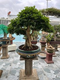 Cặp nguyệt quế