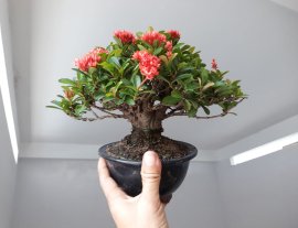 Em Trang Sen lùn lực...
