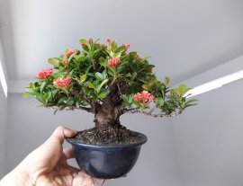Em Trang Sen lùn lực...