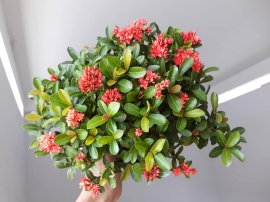 Em Trang Sen lùn lực...