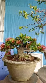 Trang đỏ lá nhỏ mini