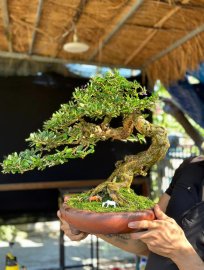 Linh sam sông hinh rin đường co nghệ thuật