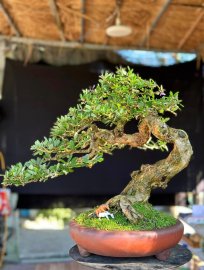 Linh sam sông hinh rin đường co nghệ thuật