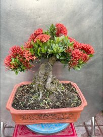 Mẫu đơn đỏ rực rỡ khoe sắc