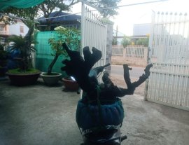 Cây cẩm thị già