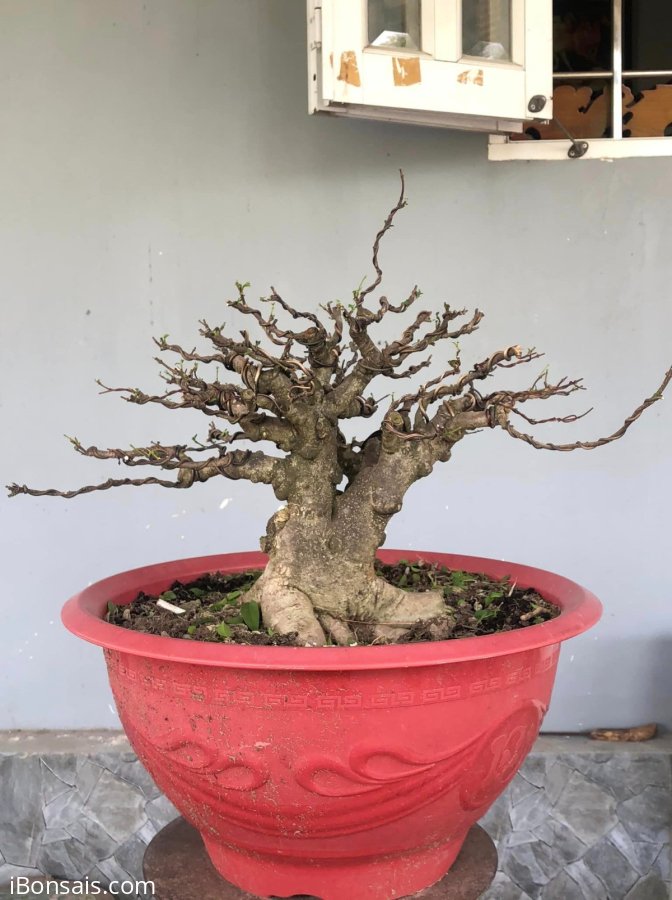 Mct da đen cốt cành đùi to giá mềm cho ae