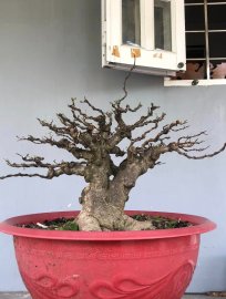 Mct da đen cốt cành đùi to giá mềm cho ae