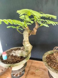 E còn 2 cây phượng vĩ là hết hàng