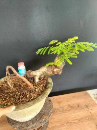E còn 2 cây phượng vĩ là hết hàng