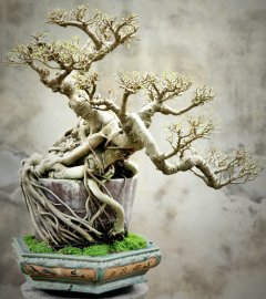 Cây sanh bonsai lâu năm dáng nghệ thuật