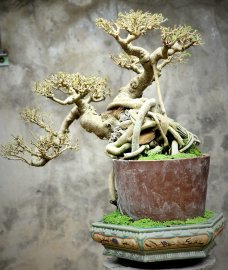 Cây sanh bonsai lâu năm dáng nghệ thuật