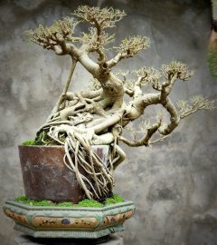 Cây sanh bonsai lâu năm dáng nghệ thuật