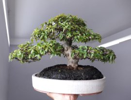 Mai Lá Trung phom lùn lực...