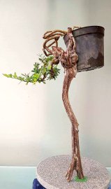 TP Linh Sam lũa: Gòng gánh cuộc đời