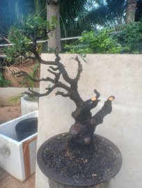 Cẩm thị khai thác