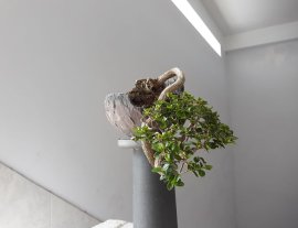 Em Sam Hương đổ treo nghệ thuật...