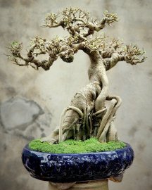 Sanh bonsai mini lâu năm