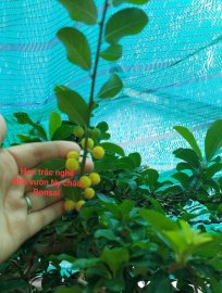 Trắc nghệ hoàn hảo kg sưu tầm thì quá tiếc nhỉ