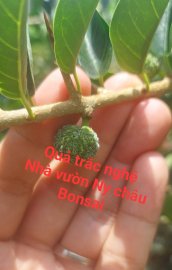 Trắc nghệ hoàn hảo kg sưu tầm thì quá tiếc nhỉ