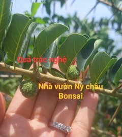 Trắc nghệ hoàn hảo kg sưu tầm thì quá tiếc nhỉ