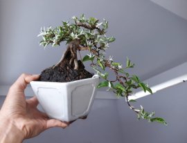 Mai Chiếu Thủy lá Cẩm Thạch zin...