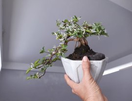 Mai Chiếu Thủy lá Cẩm Thạch zin...
