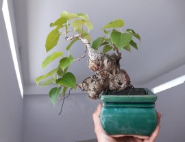 Lâm Vồ ( Đề Trắng) mini già...