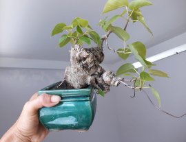 Lâm Vồ ( Đề Trắng) mini già...