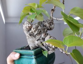 Lâm Vồ ( Đề Trắng) mini già...
