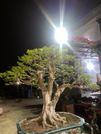 Tp Nguyệt Quế 