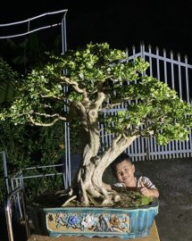 Tp Nguyệt Quế 