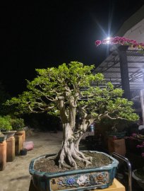 Tp Nguyệt Quế 