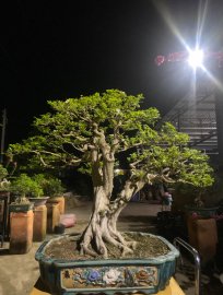 Tp Nguyệt Quế 