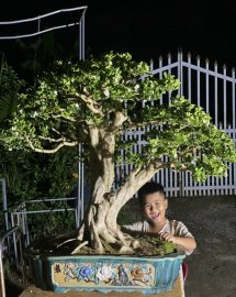 Tp Nguyệt Quế 