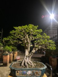 Tp Nguyệt Quế 