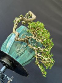 Tác phẩm sam núi