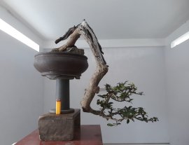 Em là Kim Tiền đổ treo...