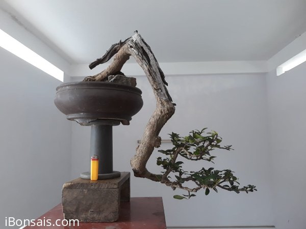 Em là Kim Tiền đổ treo...