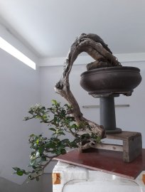 Em là Kim Tiền đổ treo...