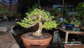 Mai chiếu thủy lá lớn