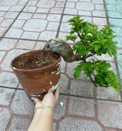 Bông giấy USA này #250k