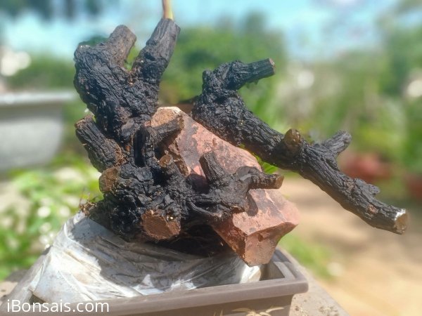 Cẩm thị ôm đá nghệ thuật