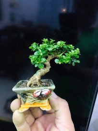 Sam hương mini