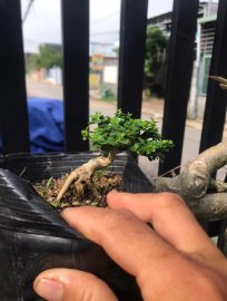 Sam hương mini
